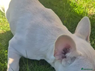 French Bulldog dogs Last female left French Bulldog Puppies - Advert 2