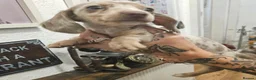 Dachshund dogs for sale: Beautiful miniture Dashounds - Advert 3
