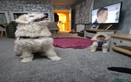 Mixed Breed dogs for adoption: Meet JOJO - a superb big girl, for a Loving Home - Image 3