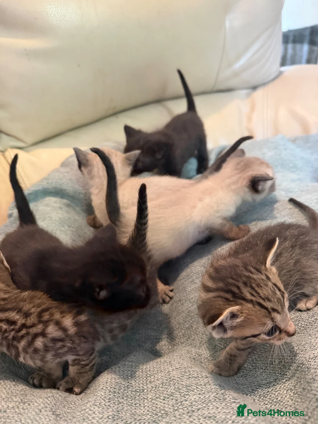 Siamese cats for sale: Siamese X  - Advert 11