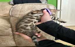 Bengal cats for sale: ❤️ Gorgeous Pure Bengal Kittens Available ❤️ - Image 18