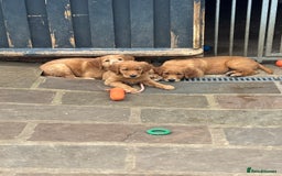 Golden Retriever dogs for sale: Working Golden Retriever - Image 5