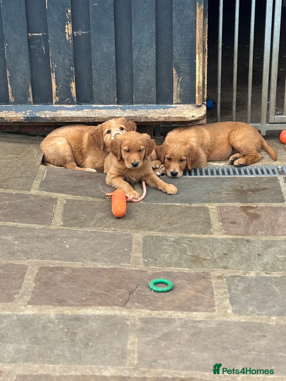 Golden Retriever dogs for sale: Working Golden Retriever - Image 5