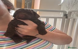 Cockapoo dogs for sale: 25%cocker spaniel 75% toy red poodle - Image 13