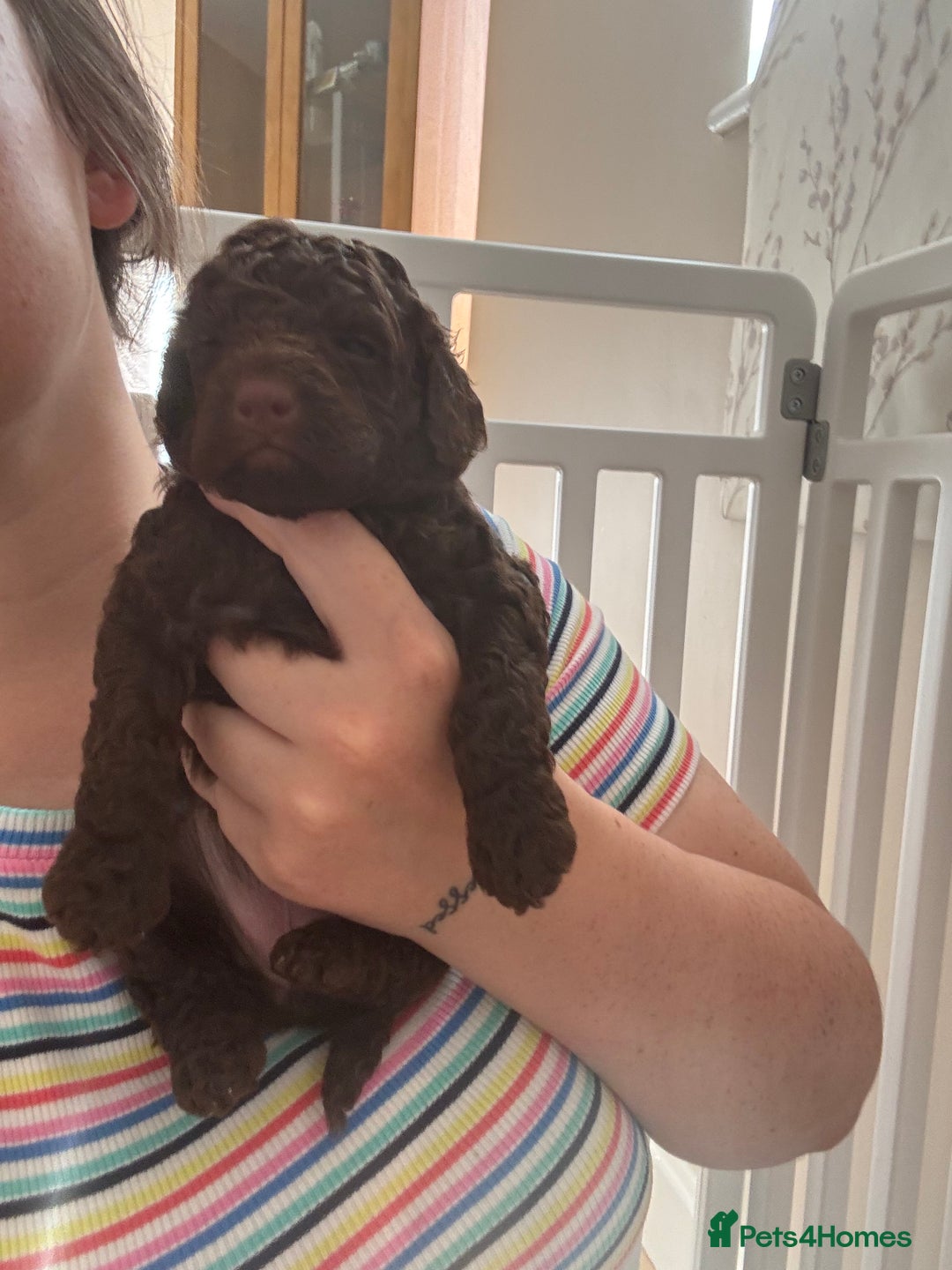 Cockapoo dogs for sale: 25%cocker spaniel 75% toy red poodle - Image 13