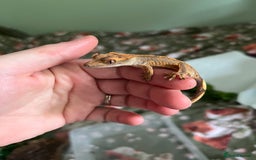 Gecko reptiles for sale: Lilly white and Dalmatian harlequin crested geckos - Image 17