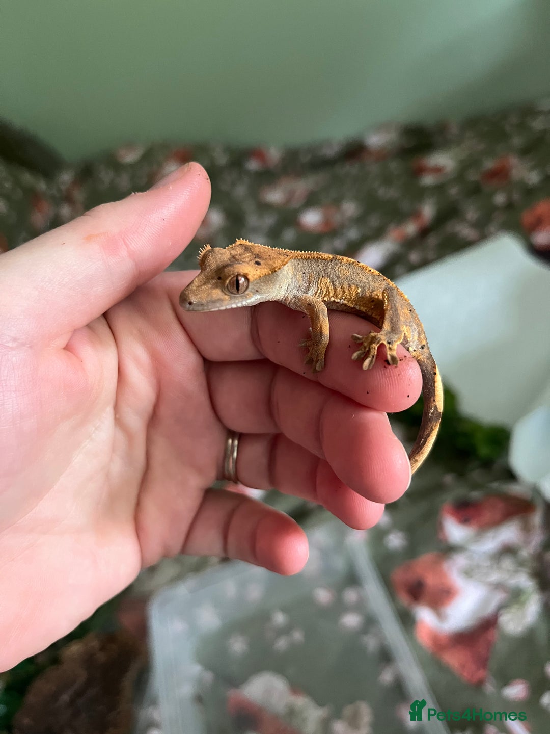 Gecko reptiles for sale: Lilly white and Dalmatian harlequin crested geckos - Image 17