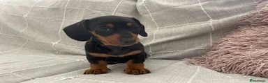 Dachshund 5