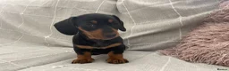 Dachshund dogs for sale: Miniature Dachshund Puppies - Stunning Litter - Advert 24