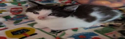 Domestic Shorthair cats for sale: Beautiful kittens. - Advert 4