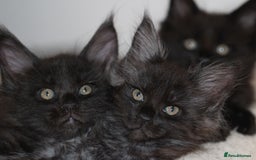 Maine Coon cats for sale: Adorable GCCF Black smoke Maine Coons kittens  - Image 21