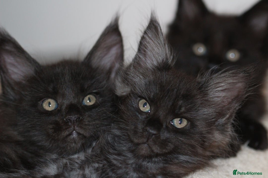 Maine Coon cats for sale: Adorable GCCF Black smoke Maine Coons kittens  - Image 21