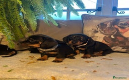 Miniature Dachshund dogs for sale: Beautiful Very Miniature Dachshunds - Advert 3