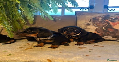 Miniature Dachshund dogs KC Beautiful 'Very' Miniature Dachshunds - Advert 3