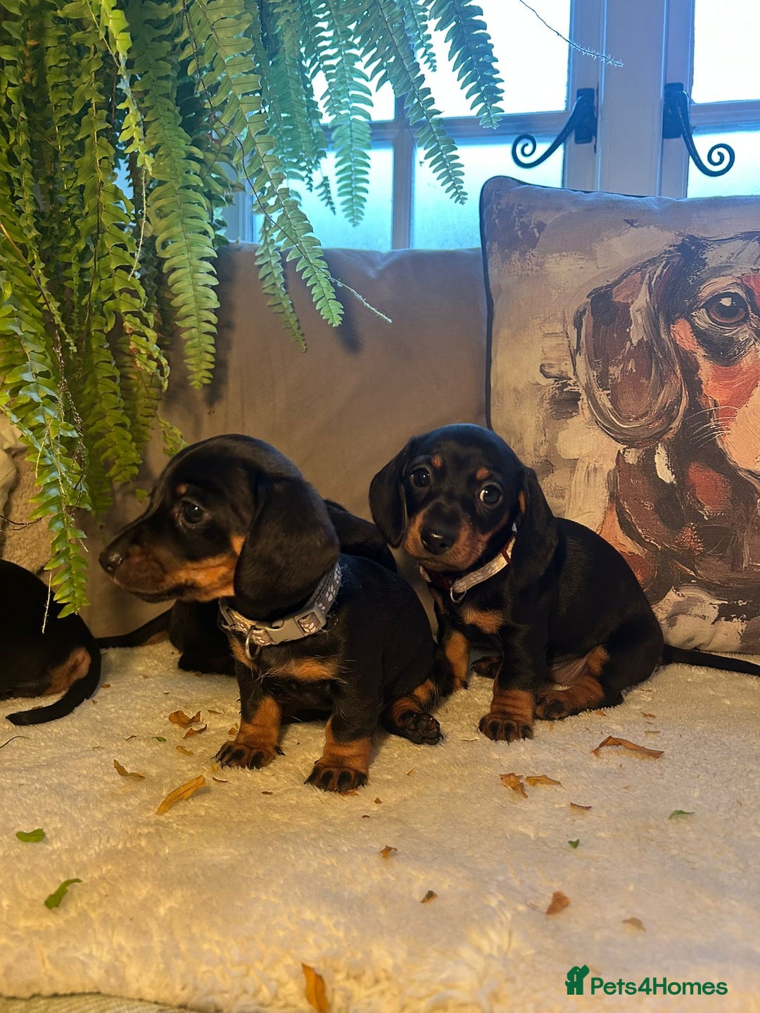 Miniature Dachshund dogs for sale: Beautiful Very Miniature Dachshunds - Advert 3