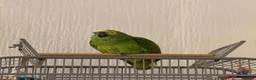 Parrots birds for sale: Blue Fronted Amazon parrot 🦜  - Advert 5