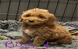 Cockapoo dogs for sale: F1 Show cockapoos(ready now ) - Image 9