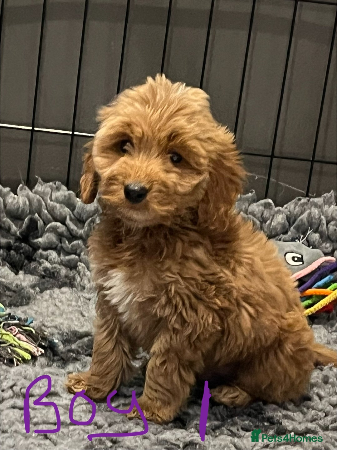 Cockapoo dogs for sale: F1 Show cockapoos(ready now ) - Image 9