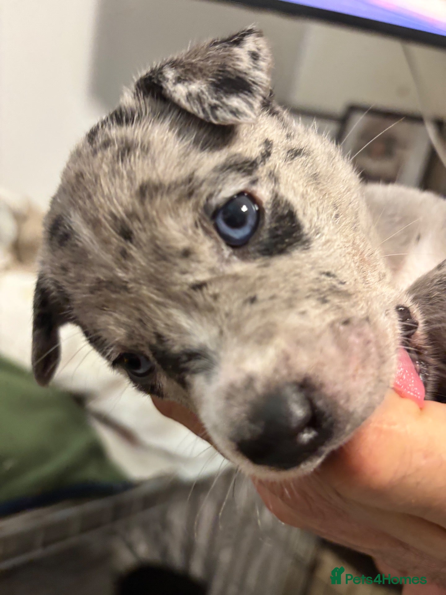Mixed Breed dogs Gorgeous staffy x collie Pups  - Advert 7