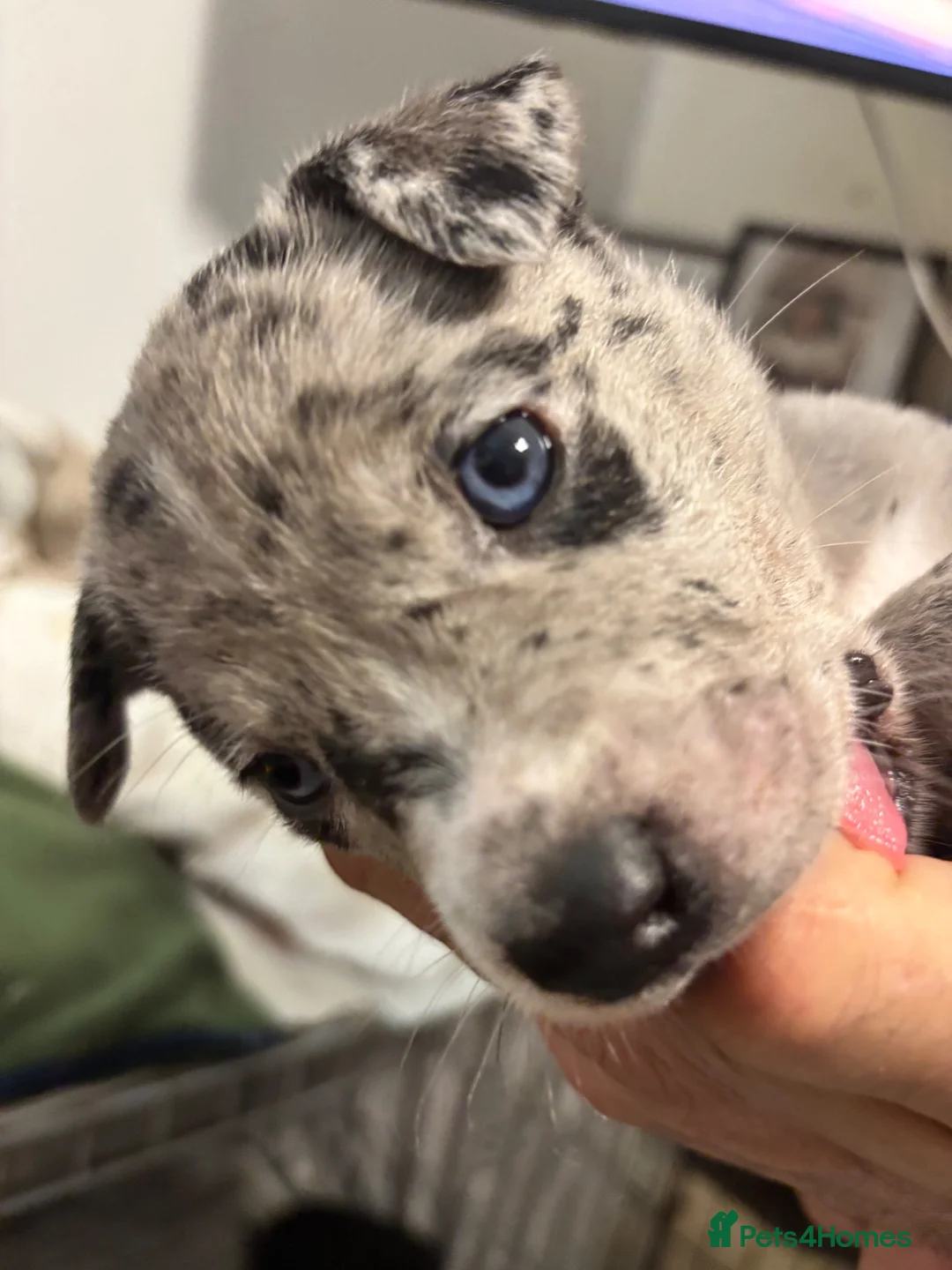 Mixed Breed dogs for sale: Gorgeous staffy x collie Pups  - Advert 1