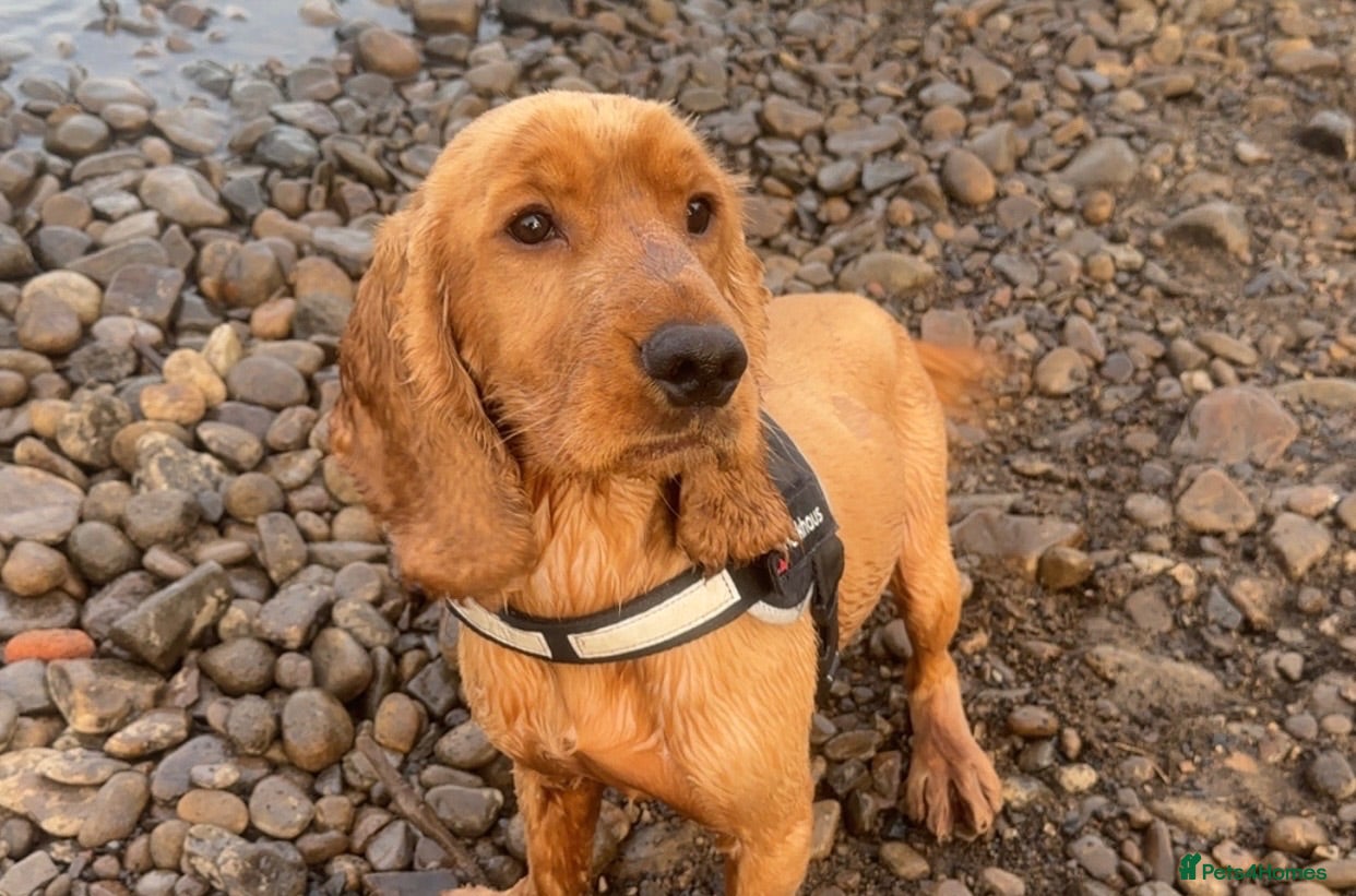 Cocker Spaniel dogs Dougie for stud - Advert 1