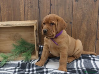 Labrador Retriever dogs brave labrador retriever boy - Advert 11