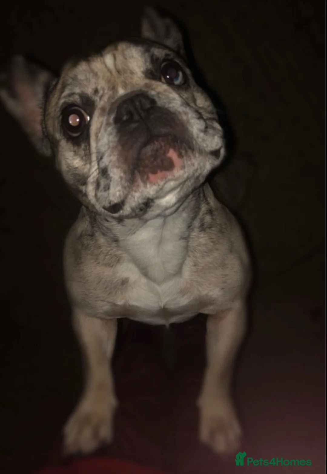 French Bulldog dogs for sale: French bulldog female - Advert 1