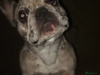 French Bulldog dogs French bulldog female - Advert 3
