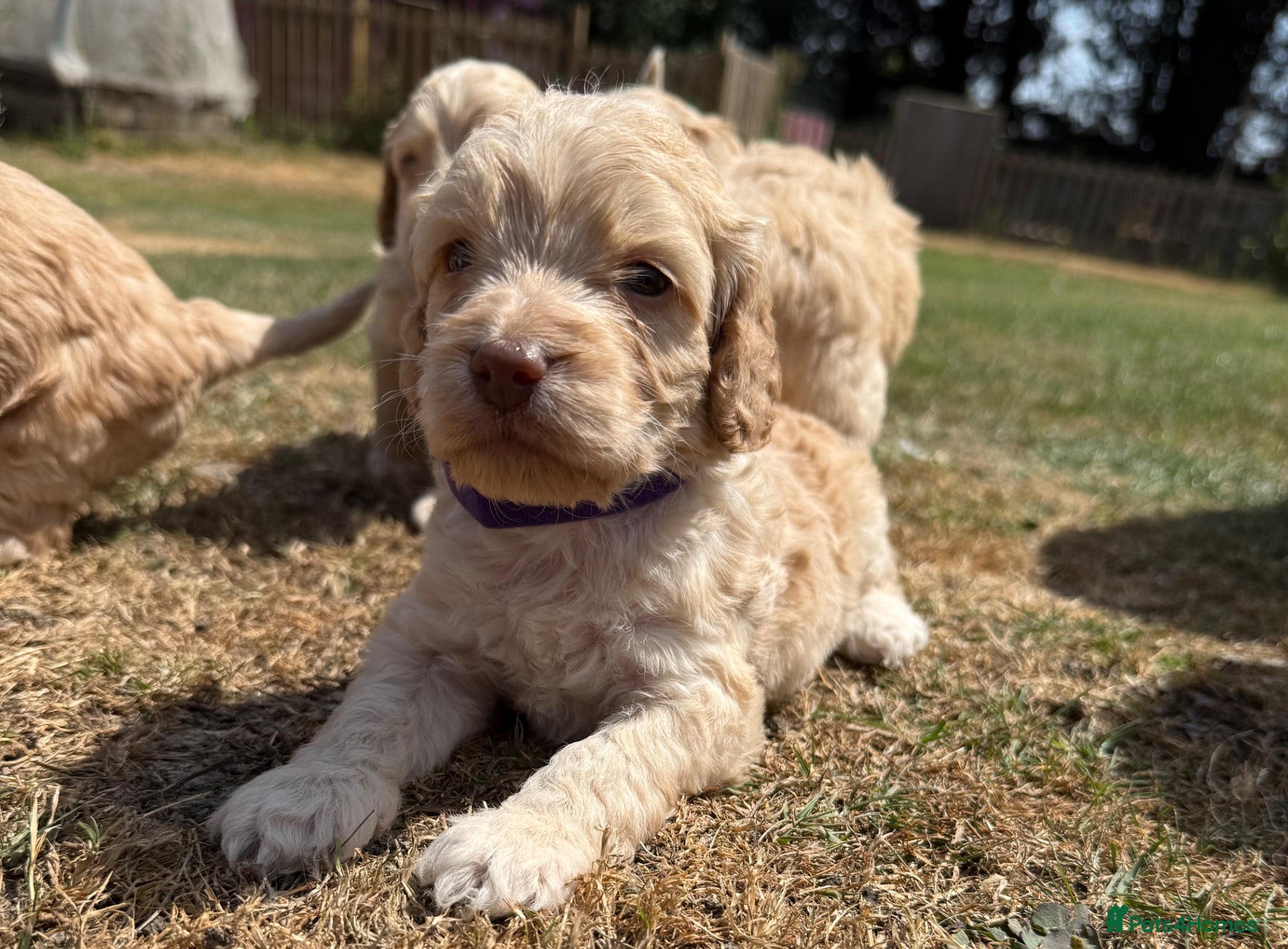 Cockapoo dogs F1  STUNNING COCKAPOOS -  - Advert 1