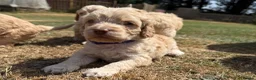 Cockapoo dogs for sale: STUNNING F1 COCKAPOOS  - Advert 17