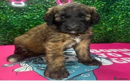 Saint Bernard dogs for sale: F1 St Berdoodle  - Image 1