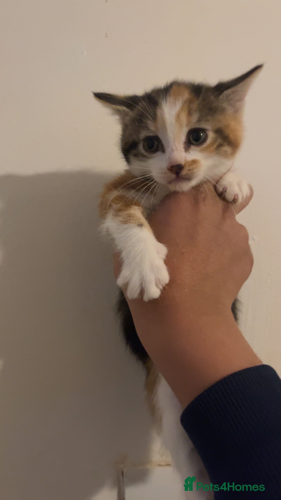 Domestic Shorthair cats for sale: cute calico kittens - Advert 4