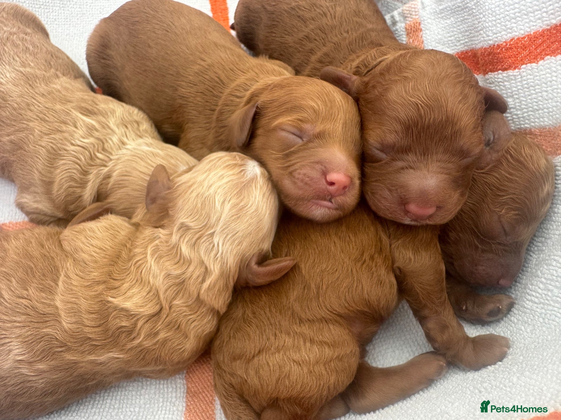 Cavapoo dogs Beautiful, health tested F1b Cavapoo Puppies - Advert 20