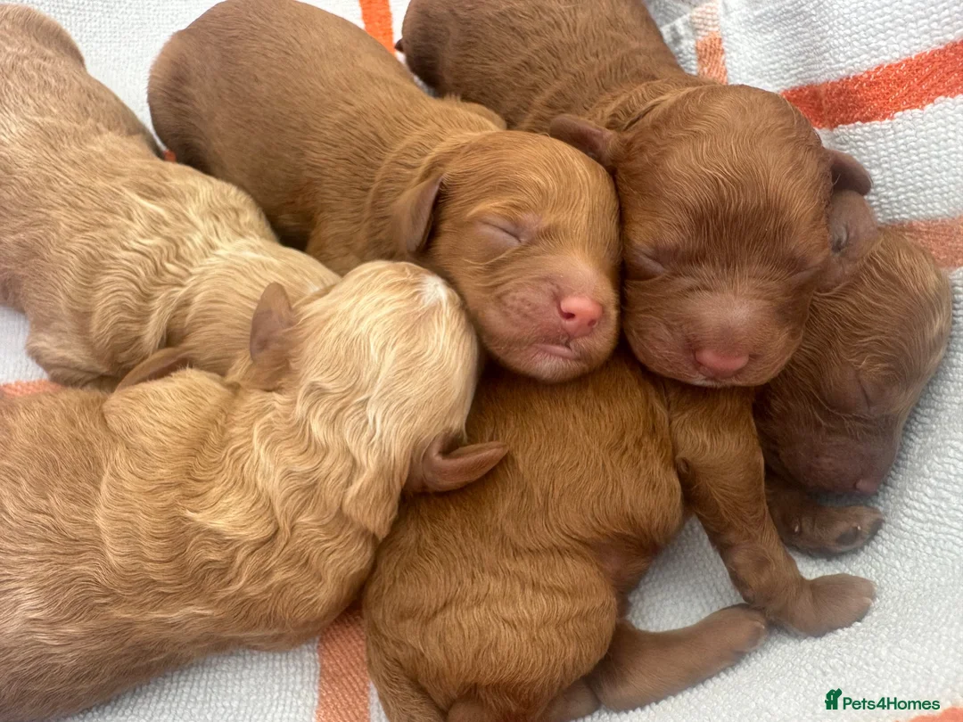 Cavapoo dogs for sale: Beautiful, health tested F1b Cavapoo Puppies - Advert 1