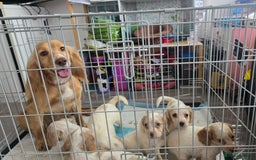 Cocker Spaniel dogs for sale: READY NOW working cocker spaniel pups - Image 9