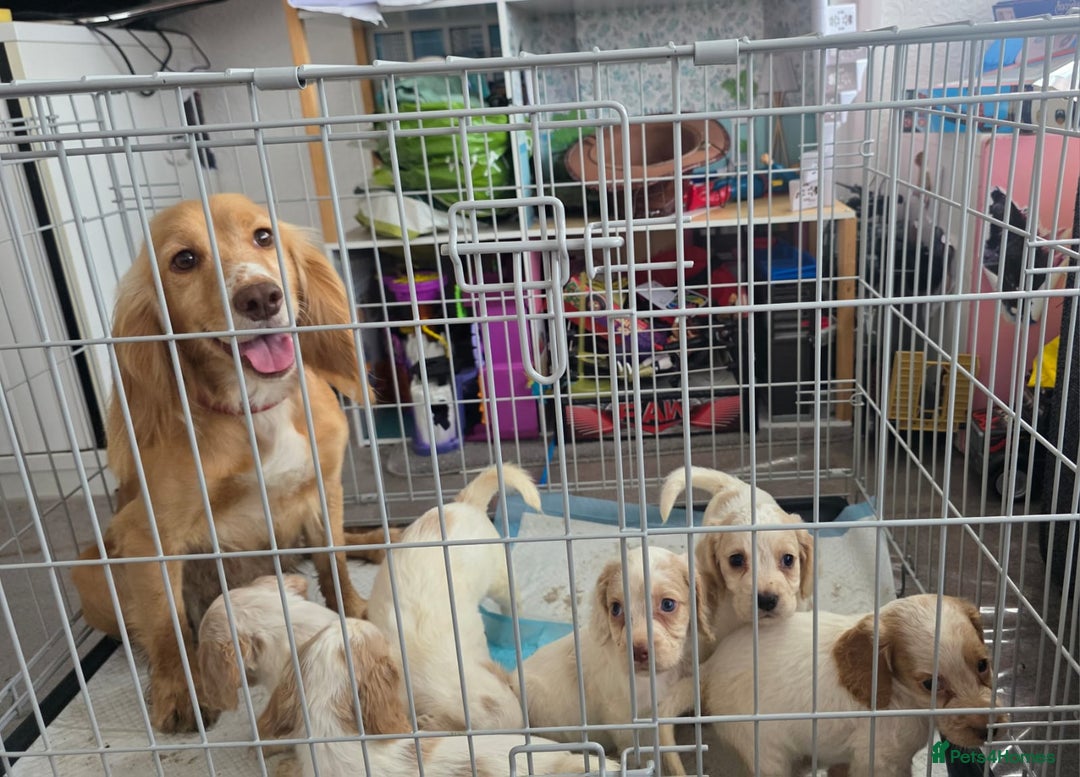Cocker Spaniel dogs for sale: READY NOW working cocker spaniel pups - Image 9