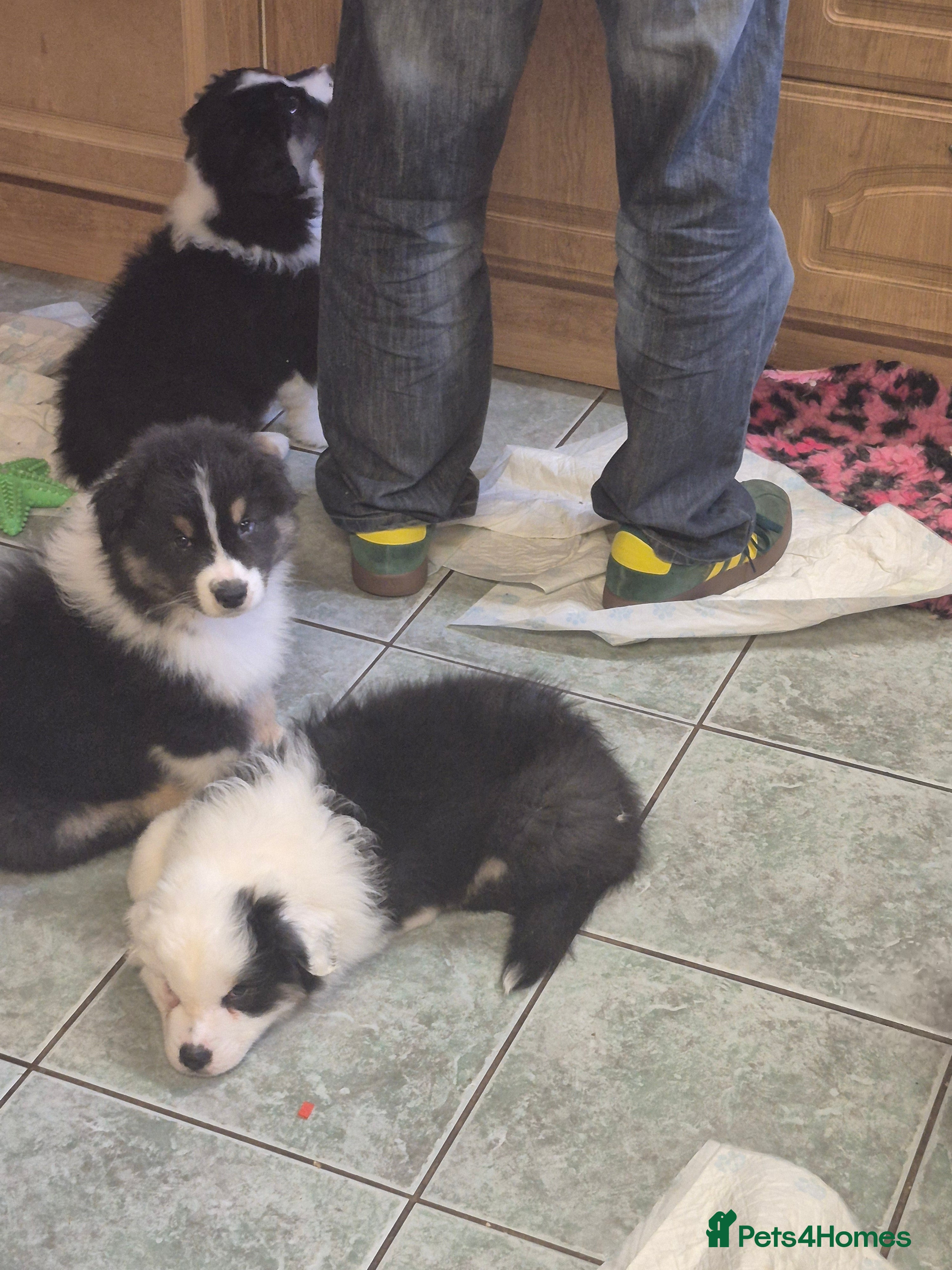 Australian Shepherd dogs for sale: Australian Shepherd Puppies - Advert 2