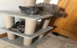 Mixed Breed cats for sale: British Long Hair X Kitten - Image 4