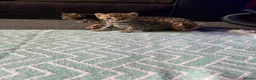 Bengal cats for sale: Bengal kittens for sale  in London - Advert 4