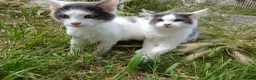 British Longhair cats for sale: 2 fluffy male kittens - Advert 7