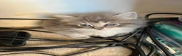 Ragdoll cats for sale: Ragdoll cross tabby kittens - Advert 11