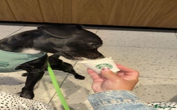 Mixed Breed dogs for sale: Lovely dog  - Image 3