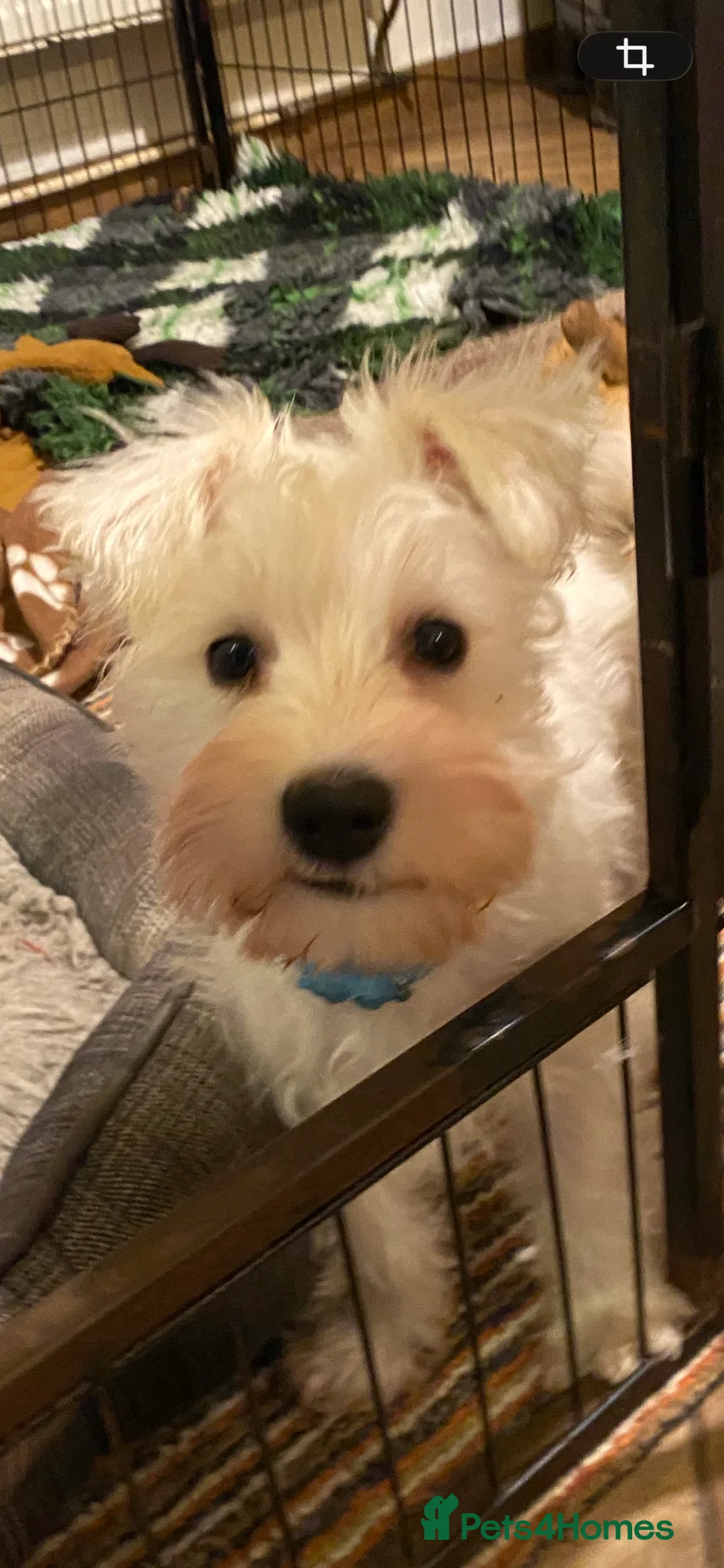 Miniature Schnauzer dogs for sale: 5*KC MINIATURE SCHNAUZER PUPPIES  - Advert 1