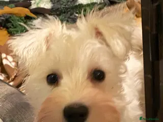 Miniature Schnauzer dogs 5*KC MINIATURE SCHNAUZER PUPPIES - Advert 8