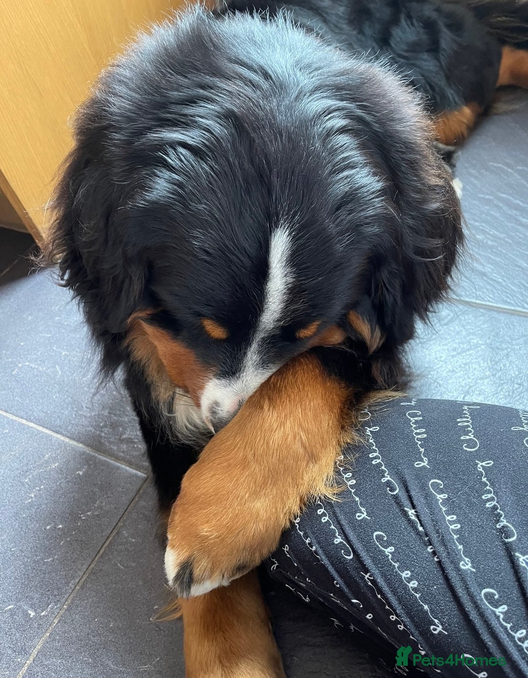 Bernese Mountain Dog dogs for stud: 🔥 CRUZ💥 TOP QUALITY BERNESE MOUNTAIN DOG STUD in Whitehaven - Image 17