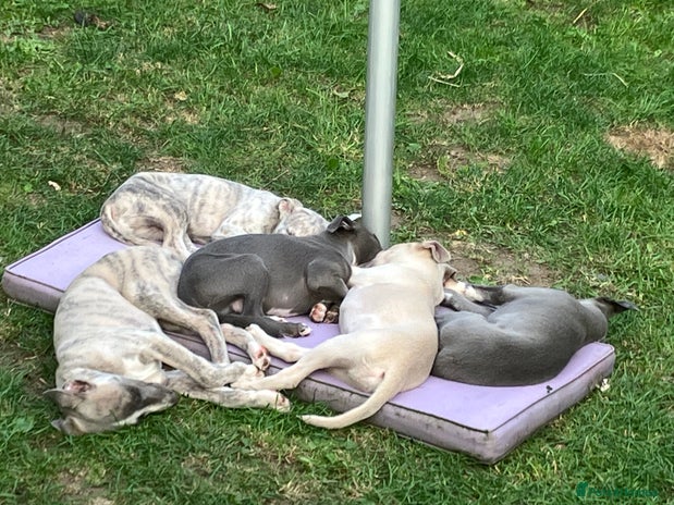 Whippet dogs - Advert 1