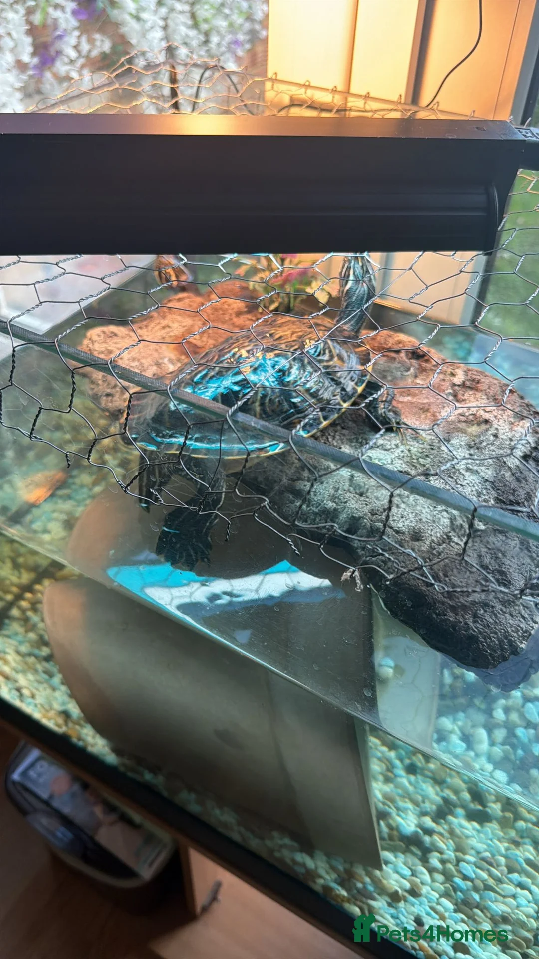 Turtle reptiles for sale: Aquatic turtles for sale. in London - Advert 8