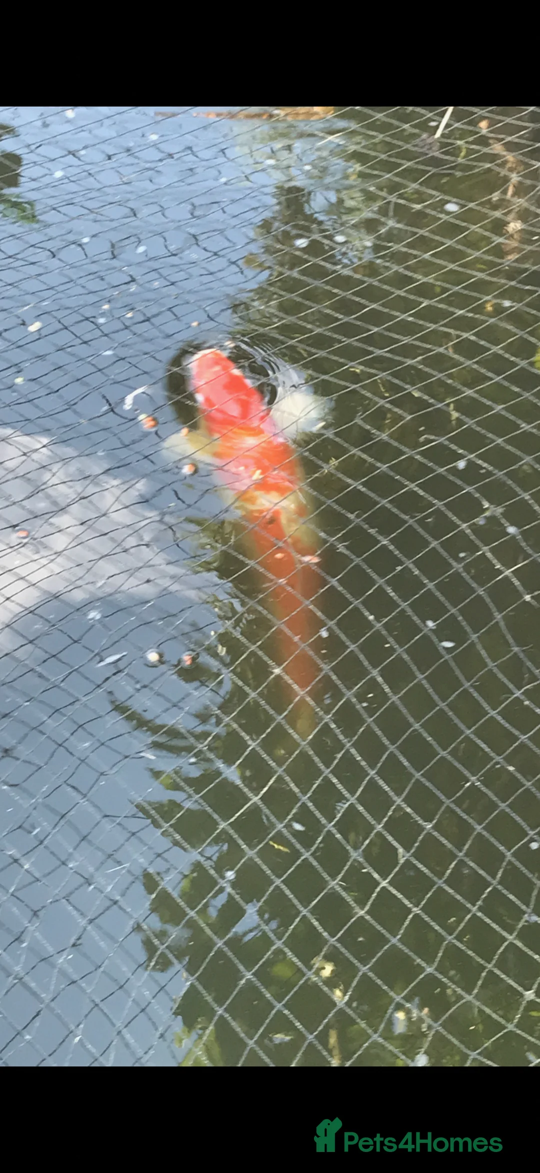 Koi Carp fish for sale: Japanese Koi Carp and 2 x Golden Orfe  in Birmingham - Advert 1