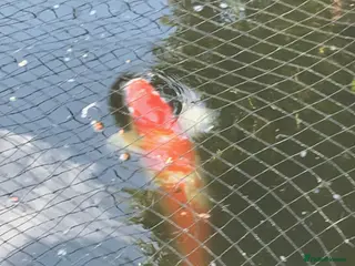 Koi Carp fish Japanese Koi Carp and 2 x Golden Orfe - Advert 14