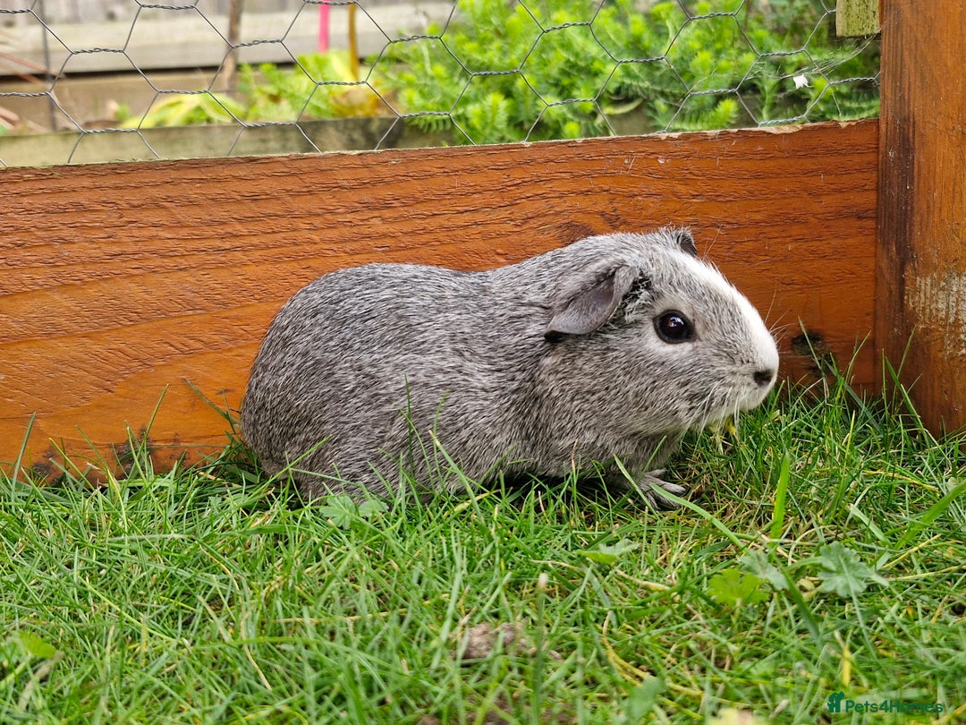 Guinea Pig rodents for sale: Baby guineas  - Advert 4
